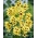 Ixia - Yellow Emperor - XXXL pakuotė - 1250 vnt.; kukurūzų lelija
