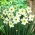 Daffodil "Sinopel" - XXXL pack  250 pcs