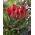 Lågväxande röd tulpan - Greigii röd - XXXL förpackning 250 st