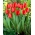 Tulip 'Red Impression' - XXXL pack  250 pcs