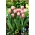 Tulipán lazac lenyomat - XXXL csomag 250 db.