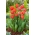 Tulipe Ad Rem - pack XXXL 250 pcs