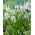 Cusickove camas - XXL balenie 100 ks; quamash, indický hyacint, camash, divoký hyacint, Camassia