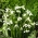 campanilla de invierno verde - 5 piezas; Campanilla blanca de Woronow, Galanthus woronowii - XXXL pack 250 uds
