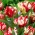 Tulipan 'Estella Rijnveld' - XXXL pakke 250 stk