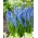 Hroznový hyacint Big Smile - XXXL balenie - 500 ks