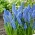 Hroznový hyacint Big Smile - XXXL balenie - 500 ks