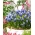 Arménský hroznový hyacint Touch of Snow - XXXL balení - 500 ks.