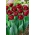 Tulpe Anthrazit - XXXL Packung 250 Stk