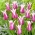 Tulip Ballade - XXXL pack 250 uds