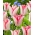Tulip Beauty Trend - XXXL pakke 250 stk