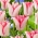 Tulip Beauty Trend - XXXL pakke 250 stk