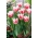 Tulip Bell Song - pack XXXL 250 pcs