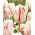 Tulipánový kolotoč - XXXL balenie 250 ks