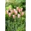 Tulipán Clusiana Lady Jane - XXXL balenie 250 ks
