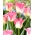 Tulpe 'Crown of Dynasty' - XXXL-Packung 250 Stk - 