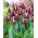Tulipano 'Fontainebleau' - Confezione XXXL 250 pz