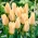 Tulip 'Für Elise' - XXXL pack  250 pcs - 