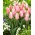 Tulipano Poco Loco - Confezione XXXL 250 pz
