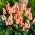 Tulip Quebec - XXXL förpackning 250 st
