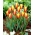 Tulip Taco - XXXL Packung 250 Stk - 