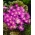 Balkani anemone - Violet Star - XXXL pakk - 400 tk; Kreeka tuulelill, talvine tuulelill