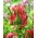 Tulip Red Wave - XXXL förpackning 250 st