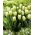 Tulip Green Spirit - XXXL pakke 250 stk.