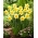 Narcis červený Devon - XXXL balenie 250 ks