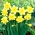Safina daffodil - XXXL pack  250 pcs