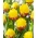 Iskrem Banan pionformet tulipan - XXXL pakke 250 stk