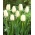 Tulip Maureen - Confezione XXXL 250 pz
