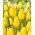 Tulip Strong Gold - XXXL pakke 250 stk