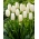 Tulip Catharina - XXXL pack  250 pcs