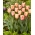 Tulip Apricot Foxx - XXXL pack  250 pcs