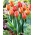 Tulip Hermitage - XXXL pakke 250 stk