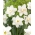 Watch Up daffodil - XXXL pack  250 pcs