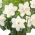 Watch Up daffodil - XXXL pack  250 pcs