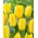 Candela tulipe - pack XXXL 250 pcs