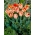 Tulipe perroquet abricot - pack XXXL 250 pcs