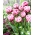 Tulipa Dazzling Desire - pacote XXXG 250 unid.