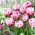Dazzling Desire tulipan - XXXL pakke 250 stk.