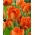 Tulipán Monte Orange - XL balenie - 50 ks