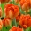 Monte Orange tulipan - 5 stk