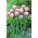 Tulipa Sweet Desire - pacote XXXL 250 unid.