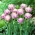 Sweet Desire tulipán - XXXL balenie 250 ks