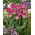 Wicked in Pink tulip - XXXL опаковка 250 бр - 