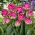 Wicked in Pink tulipán - XXXL balenie 250 ks