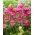 Tulipa tamanho rosa - pacote XXXL 250 unid.