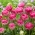 Tulipa tamanho rosa - pacote XXXL 250 unid.